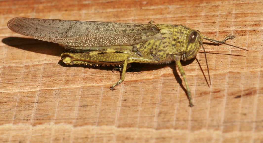 Anacridium aegyptium